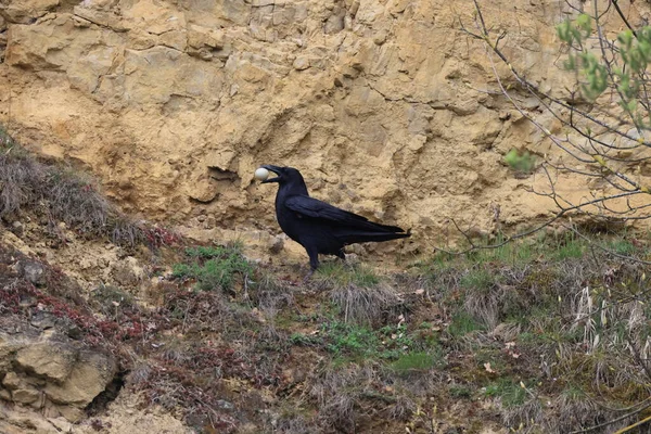 Corvo Comune Corvus Corax Con Uovo Catturato Baden Wuerttemberg Germania — Foto Stock