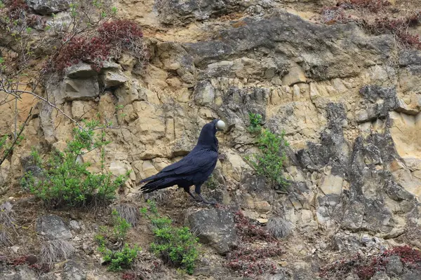 Havran Obecný Corvus Corax Zajatým Vejcem Baden Wuerttemberg Německo — Stock fotografie