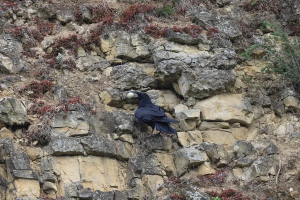 Обыкновенный Ворон Corvus Corax Захваченным Яйцом Baden Wuerttemberg Germany — стоковое фото
