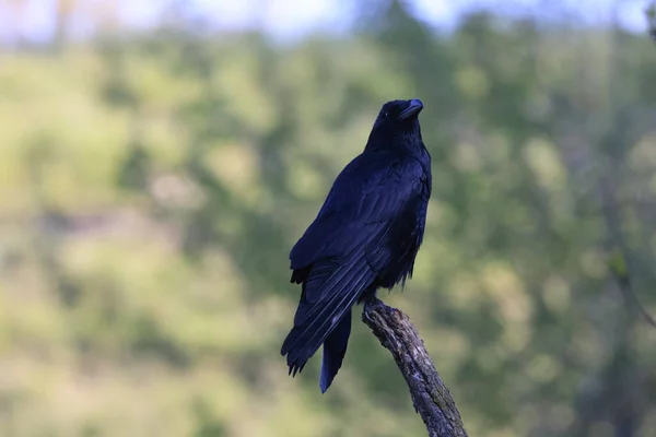 Cuervo Común Corvus Corax Baden Wuerttemberg Alemania — Foto de Stock