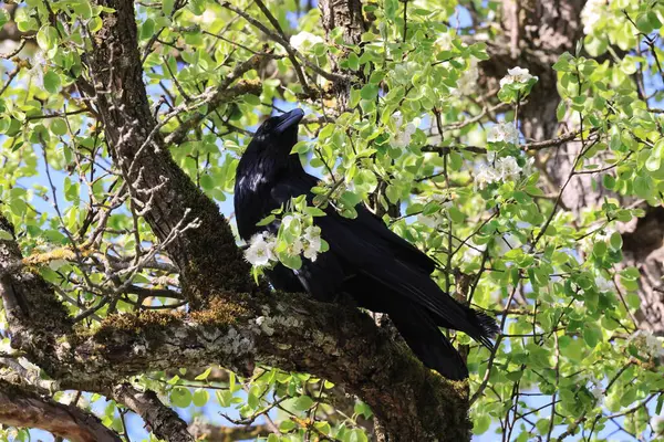 Common Raven Corvus Corax Baden Wuerttemberg Německo — Stock fotografie