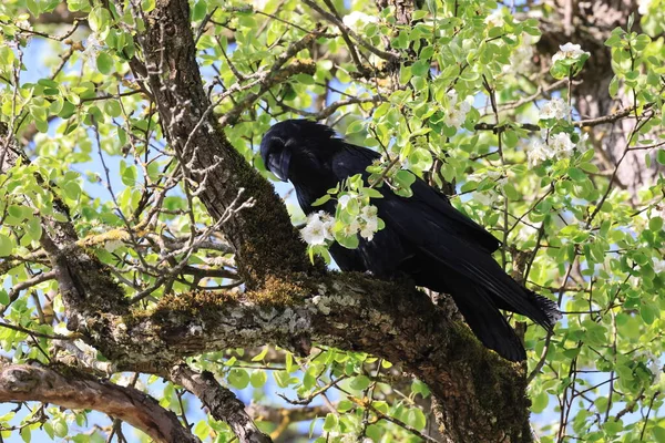 Cuervo Común Corvus Corax Baden Wuerttemberg Alemania —  Fotos de Stock