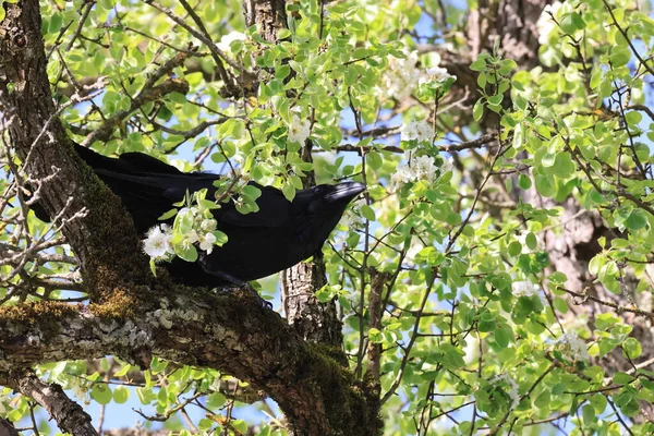 Common Raven Corvus Corax Baden Wuerttemberg Německo — Stock fotografie