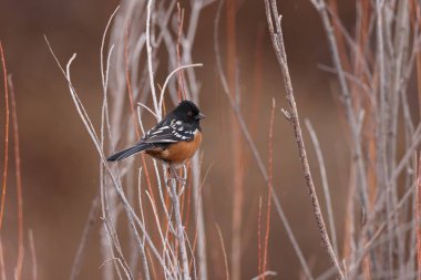 Spotted towhee, Bosque del Apache National Wildlife Refuge, New Mexico,USA clipart
