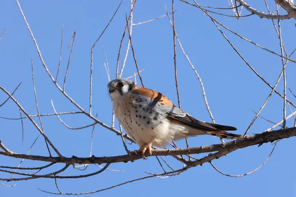 American Kestrel Falco Sparverius Bosque Del Apache National Wildlife Refuge — Stock Photo, Image