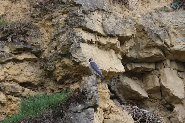 Peregrine Falcon Falco Peregrinus Almanya Baden Wuerttemberg — Stok fotoğraf