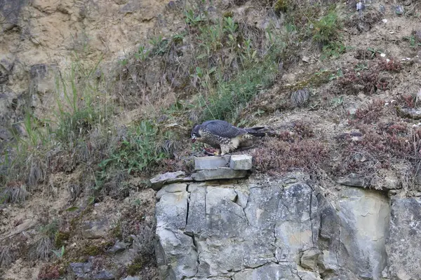 Peregrine Falcon Falco Peregrinus 年轻猎鹰与猎物德国 伍德堡 — 图库照片