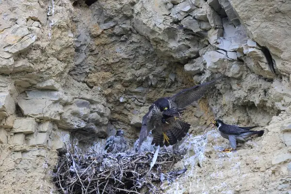 Peregrine Falcon Falco Peregrinus 雌性和雄性 在德国Baden Wuerttemberg筑巢时捕食 — 图库照片