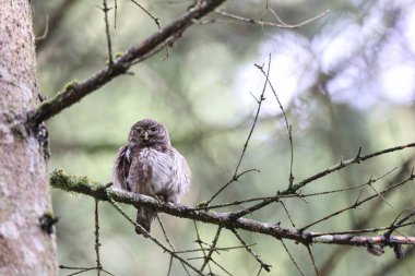 Female Pygmy Owl (Glaucidium passerinum) Swabian Alb, Germany clipart