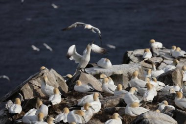 Northern gannets at Cape St. Mary's Ecological Bird Sanctuary in Newfoundland Canada clipart