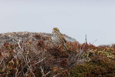 Savannah Sparrow (Passerculus sandwichensis)  Newfoundland and Labrador, Canada clipart