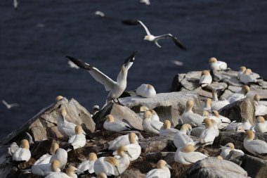 Northern gannets at Cape St. Mary's Ecological Bird Sanctuary in Newfoundland Canada clipart