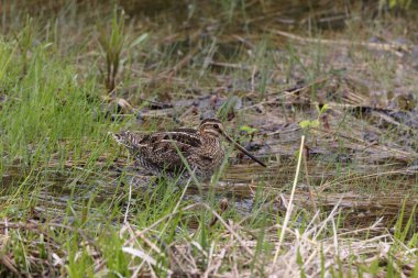 Common Snipe ( Gallinago gallinago ) searching for food  Newfoundland Canada  clipart