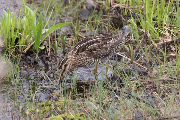 stock image Common Snipe ( Gallinago gallinago ) searching for food  Newfoundland Canada 