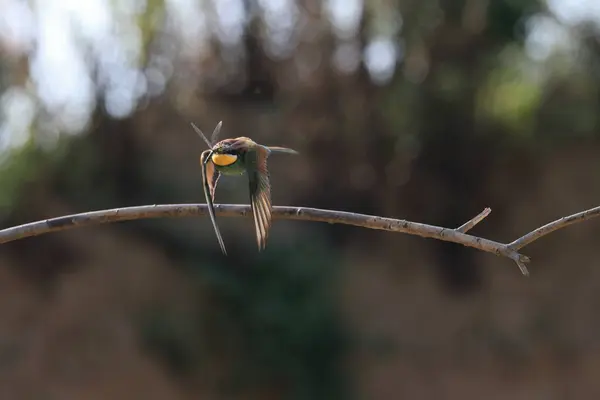 stock image European Bee-eater with insect baden wuerttemberg germany