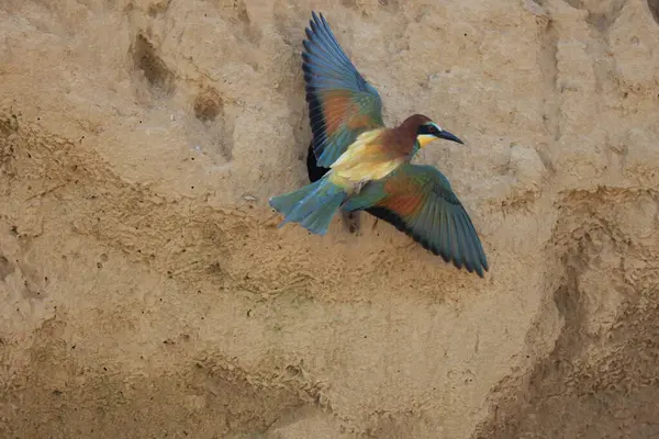 Stock image European Bee-eater feeding its young baden wuerttemberg germany