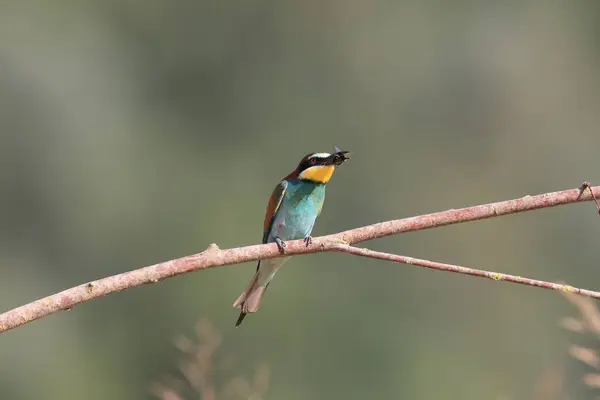 stock image European Bee-eater with insect baden wuerttemberg germany