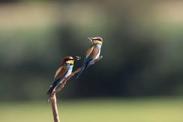 Stock image European Bee-eater with insect baden wuerttemberg germany