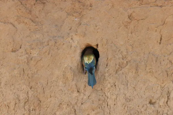 stock image European Bee-eater feeding its young baden wuerttemberg germany