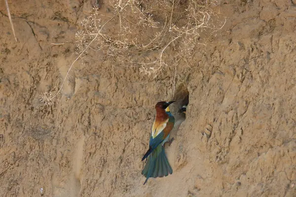 Stock image European Bee-eater feeding its young baden wuerttemberg germany