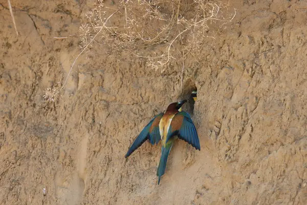 stock image European Bee-eater feeding its young baden wuerttemberg germany