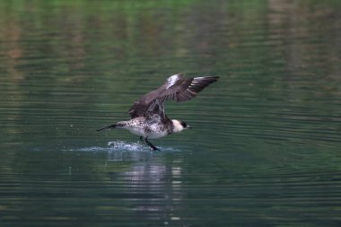 pomarine jaeger (Stercorarius pomarinus) resting on migration in bad urach germany clipart