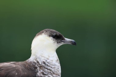 pomarine jaeger (Stercorarius pomarinus) resting on migration in bad urach germany clipart