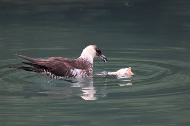 pomarine jaeger (Stercorarius pomarinus) resting on migration in bad urach germany clipart