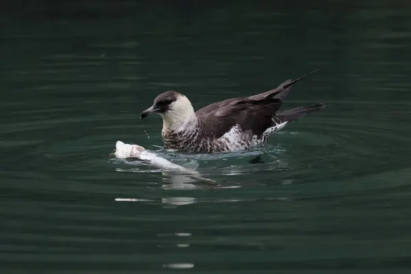 stock image pomarine jaeger (Stercorarius pomarinus) resting on migration in bad urach germany