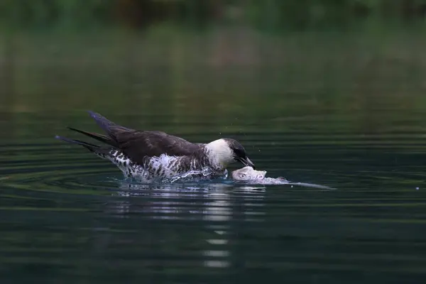 stock image pomarine jaeger (Stercorarius pomarinus) resting on migration in bad urach germany