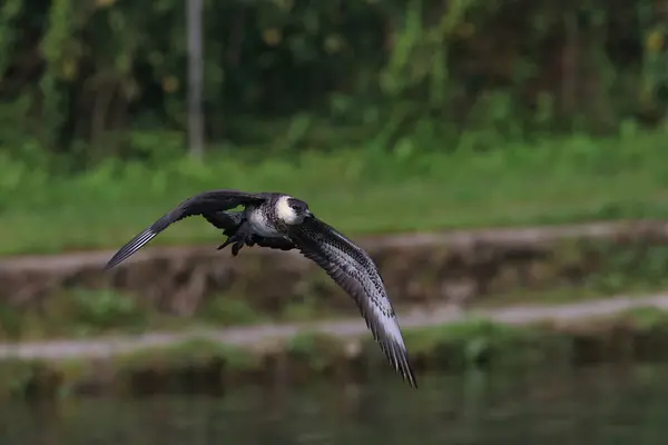 stock image pomarine jaeger (Stercorarius pomarinus) resting on migration in bad urach germany