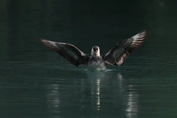 stock image pomarine jaeger (Stercorarius pomarinus) resting on migration in bad urach germany