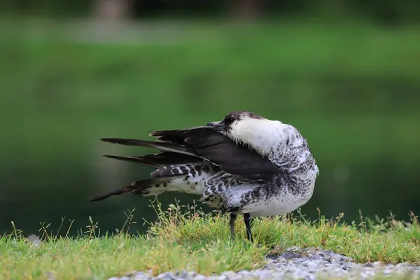 stock image pomarine jaeger (Stercorarius pomarinus) resting on migration in bad urach germany