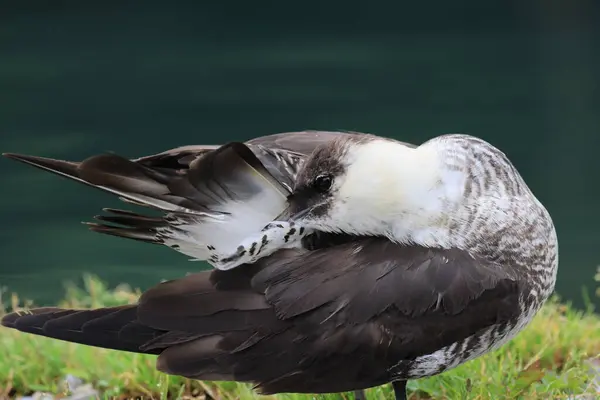 stock image pomarine jaeger (Stercorarius pomarinus) resting on migration in bad urach germany