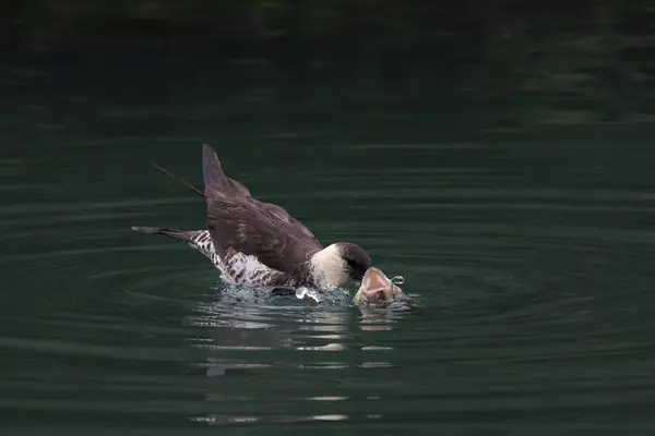 stock image pomarine jaeger (Stercorarius pomarinus) resting on migration in bad urach germany