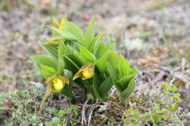 Cypripedium parviflorum Newfoundland Canada clipart