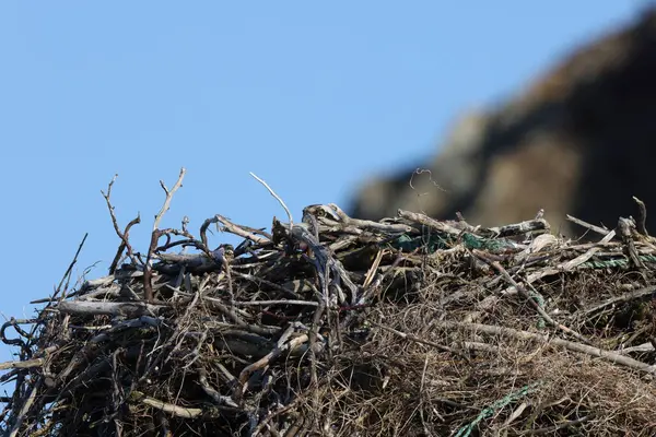 stock image osprey (Pandion haliaetus) young bird in nest on the coast of Newfoundland Canada