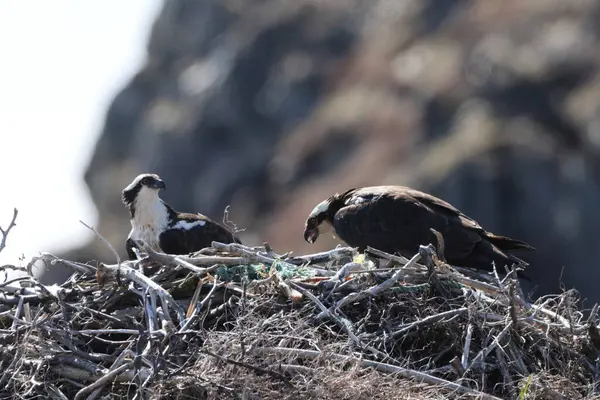 stock image osprey (Pandion haliaetus) young bird in nest on the coast of Newfoundland Canada