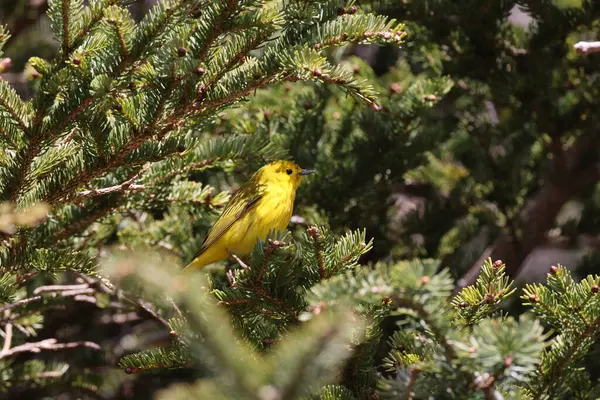 stock image Yellow Warbler (Setophaga petechia) Newfoundland Kanada