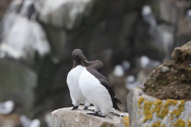 Common Murre at Cape St. Mary's Ecological Bird Sanctuary in Newfoundland Canada clipart