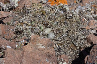 American herring gull or Smithsonian gull (Larus smithsonianus or Larus argentatus smithsonianus) nest with eggs Newfoundland  clipart