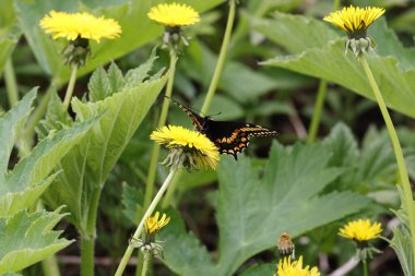 Papilio polyxenes, the (eastern) black swallowtail newfoundland  clipart