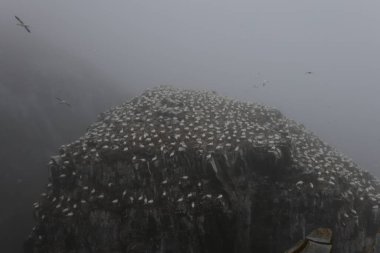 Cliffs at the Gannet Colony at Cape St. Mary's Ecological Reserve, Avalon, Newfoundland clipart