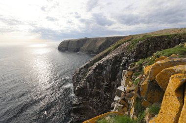 Cliffs at the Gannet Colony at Cape St. Mary's Ecological Reserve, Avalon, Newfoundland clipart