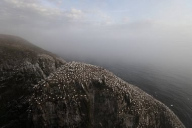 Cliffs at the Gannet Colony at Cape St. Mary's Ecological Reserve, Avalon, Newfoundland clipart