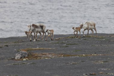 Canadian woodland caribou herd with young Newfoundland Canada clipart