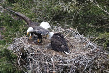 Adult  Bald Eagle with  chick in a nest in a tree Newfoundland Canada clipart