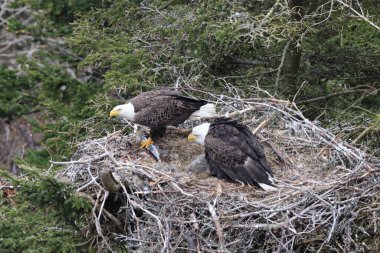 Adult  Bald Eagle with  chick in a nest in a tree Newfoundland Canada clipart