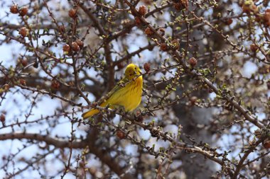 Yellow Warbler (Setophaga petechia) Newfoundland Kanada clipart