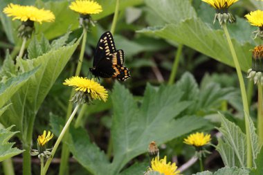 Papilio polyxenes, the (eastern) black swallowtail newfoundland  clipart